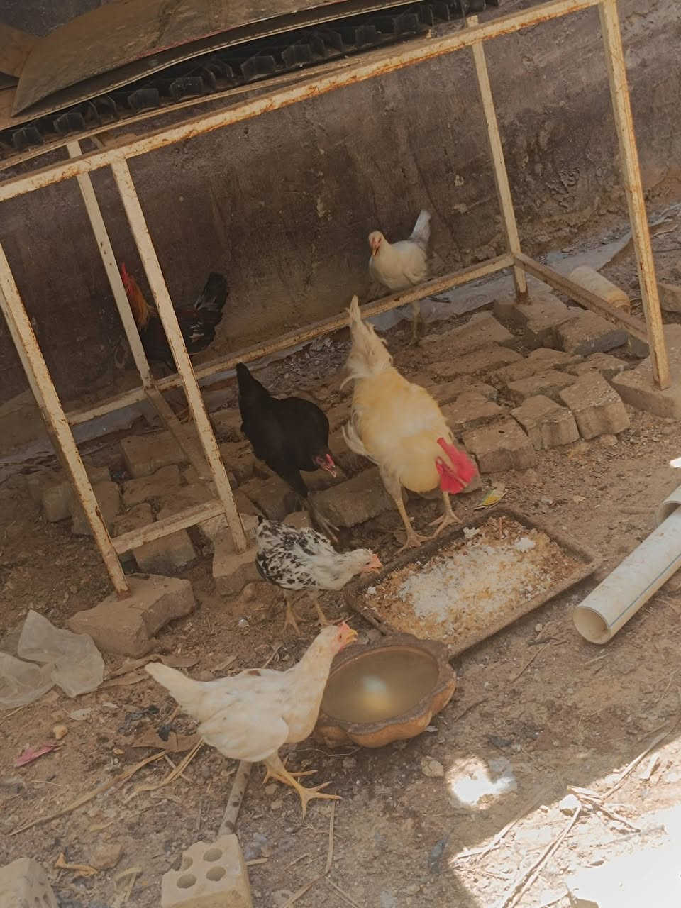 2 ديوجة او 2 فروجات سعر لكلي 40


**إذا كنت صاحب هذا الإعلان وتريد حذفه لأي سبب، رجاءا أرسل رسالة إلى الدعم الفني**