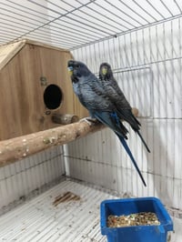طيور حب • طيره وفحل • مع قفص