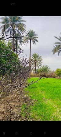 مزرعة الدبسة • ٣ دونم • قريب محطة السلوم