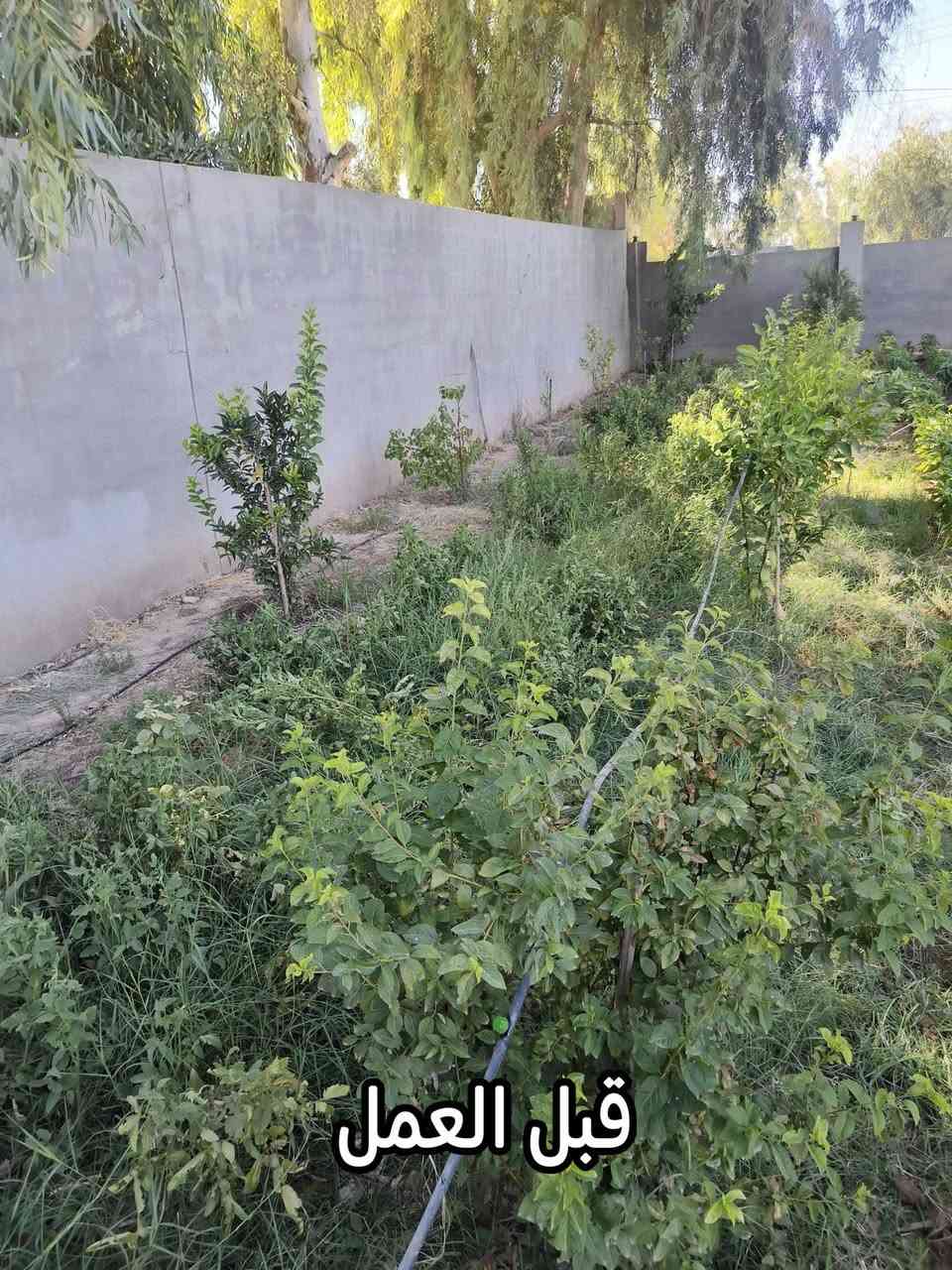 نعمل كافة أعمال الحدائق في قضاء طوز خورماتو 🌿

- تصميم وتنفيذ الحدائق المنزلية والعامة.
- زراعة الثيل الطبيعي والصناعي.
- زراعة الأشجار والورود ونباتات الزينة.
- تركيب منظومات الري الحديثة.
- صيانة وتأهيل الحدائق بأفضل جودة وأسعار مناسبة.

للاستفسار أو الحجز، اتصل على:
📞 ***********
📞 ***********
