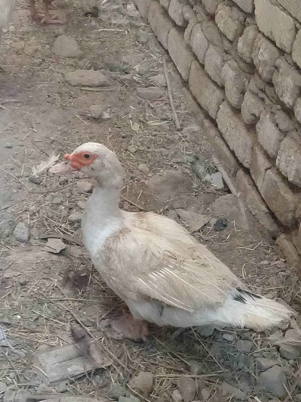 بشوش مصريات نثايه للبيع السعر الوحده ب 10  وبي مجال شراي يجي خاص


**إذا كنت صاحب هذا الإعلان وتريد حذفه لأي سبب، رجاءا أرسل رسالة إلى الدعم الفني**