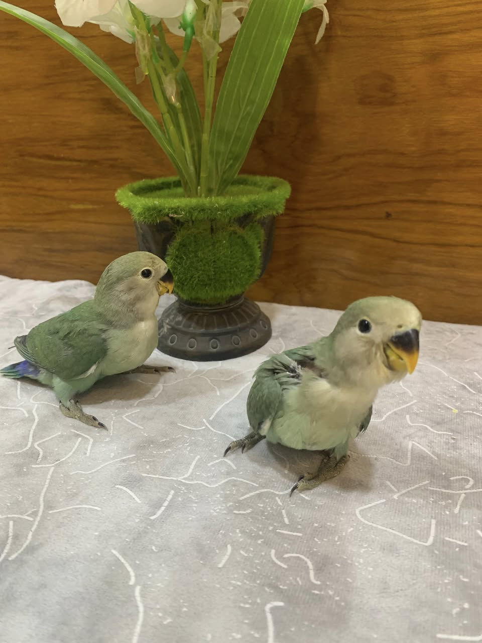 متاح غندورات اليفه ومتعلمات على الزق


**إذا كنت صاحب هذا الإعلان وتريد حذفه لأي سبب، رجاءا أرسل رسالة إلى الدعم الفني**