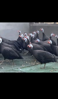 چین ماچین سور ڕەش سپی دەوێت هەرکەسی هەیەتی نامە بنیرەیت یان تەلفون بکا...