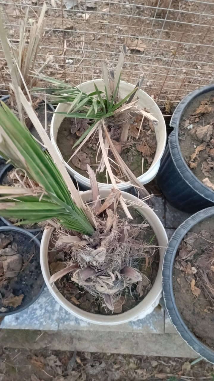 بسم الله الرحمن الرحيم 
تخيضات تخفيضات  تخفيضات 
مع وصل ضمان اتعهد بلصنف والنوعيه حتى الاثمار 
بغضن بيكم اهل الجشع والتريدون تكطعون برزقي.
اليوم جوه السوك مع الضمان 
برحي حر مجذر شهرين ونص يجهز على السادس 100 الف فقط 
مجهول مجذر صارله شهرين ونص يجهز على السادس 100الف فقط 
بريم مجذر صارله شهرين ونص يجهز على السادس 36الف فقط 
بريم قلع 32الف فقط ماكو وحدة من 10فسائل 
شويثي احمر مجذر صارله شهرين ونص يجهز على السادس 36الف فقط 
مكتوم مجذر صارله شهرين ونص يجهز على السادس 40الف فقط 
جبجاب كربلاء مجذر صارله شهرين ونص يجهز على السادس 75الف فقط 
صكعي مجذر وجاهز 80الف فقط 
خلاص مجذر وجاهز 80الف فقط 
للحجز مشتل الزهراء في ميسان العماره بستان دور النفط شارع مقبره الصابئه قرب جملونات بيت العنتاكي للدواشك والحصران داخل الفرع 
***********
***********
ملاحظه تحجز ترسل المبلغ تجيك رسله بلمبايل بلمبلغ مع العدد والصنف والمبلغ المدفوع مع وصل ضمان اتعهد بلصنف والنوعيه ومبلغ المال الواصل
