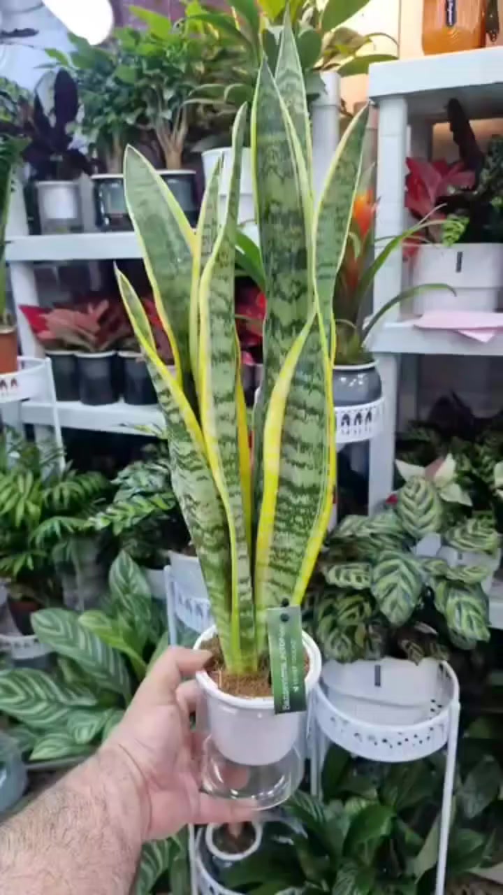 نباتات خارجي وضلي منهم الهولندي ومنهم الاسباني والفيتنامي ولفلندي ولتايلندي ويتوفر جميع اشجار الحمضيات والشجيرات القزمي واشجار الزينه كل نبته وشجره وشجيره لها سعر حسب النوع وحجم النبات وكثافة النبات يوجد توصيل خمس تالاف لجميع مناطق بغداد والمحافضات وايضا متوفر كافة لوازم الزراعه من اسمده وتربه ومبيد حشري


**إذا كنت صاحب هذا الإعلان وتريد حذفه لأي سبب، رجاءا أرسل رسالة إلى الدعم الفني**