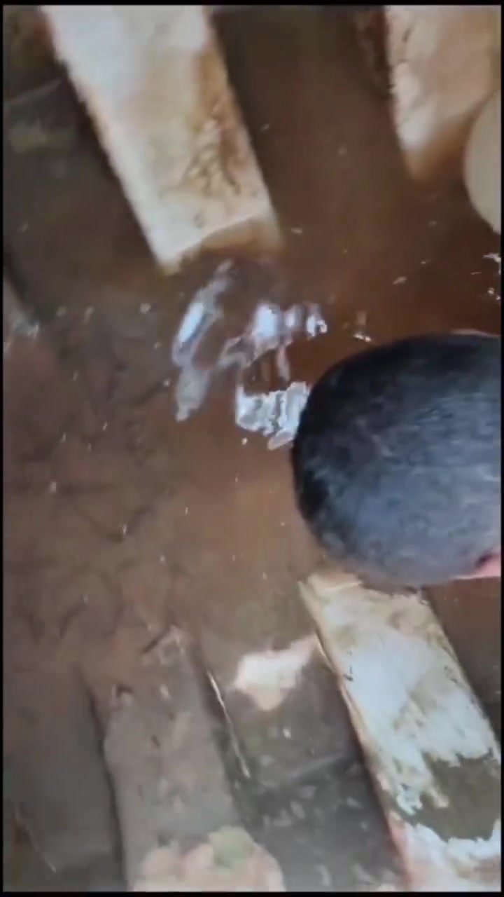 تانكي المي يحتاج تنظيف دوري... مو بس من يوصخ

إذا التانكي ما يتنظف تتراكم بيه الأوساخ والرواسب وتسبب تلوث بالمي اللي تستخدمه يوميا.

احنا نوفرلك خدمة تنظيف وتعقيم تانكي المياه بأعلى مستوى من الدقة والاهتمام، حتى نضمنلك مي أنظف وصحة أفضل إلك

ولعائلتك.

تنظيف عميق للتانكي سحب وإزالة كل الترسبات تعقيم كامل بمواد آمنة شغل مرتب وسريع

لا تنتظر المشكلة تكبر

احجز تنظيف تانكي المي هسه وخلي نظافة المي علينا ***********

