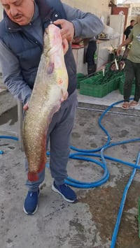 تعلن علوه اسماك زوزو عن وصول وجبه جري درجه اولى مال حمرين اوزان ثقيله ...