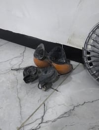 هورن طاط • صوته هجم • حلة بابل