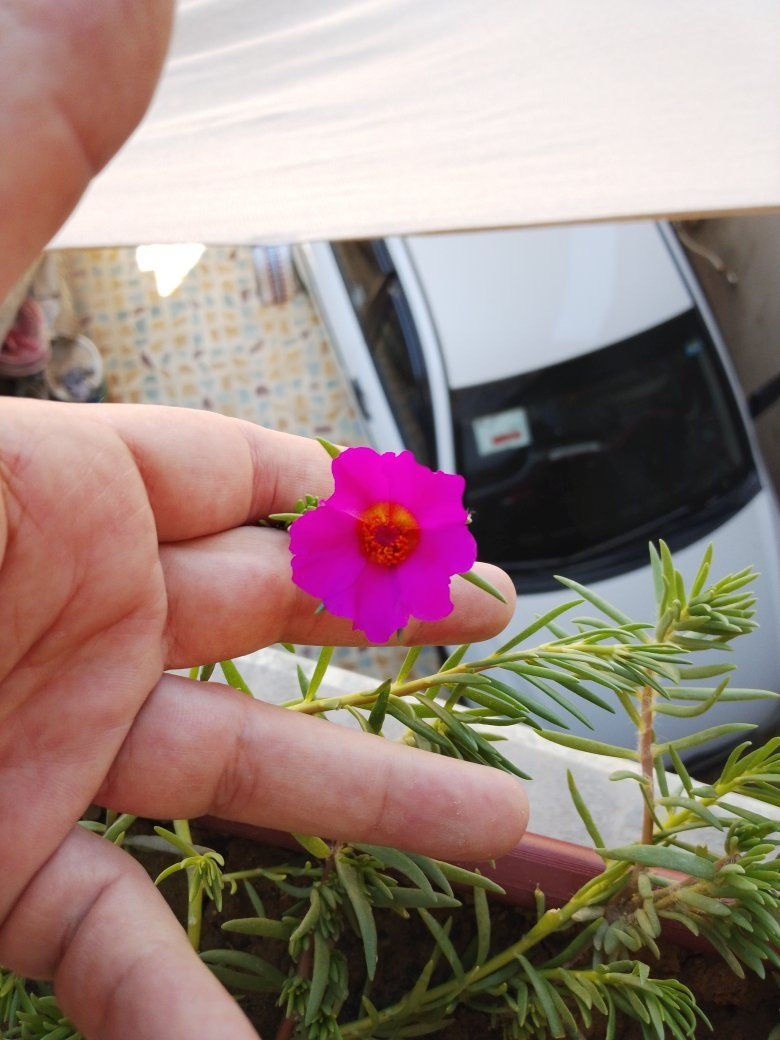 ورد الصباح العراقي والأمريكي وجمال وروعة ورد البربين تزهير اليوم ٢٠٢٦/٦/٤ 🌹🌹🌹🌹


**إذا كنت صاحب هذا الإعلان وتريد حذفه لأي سبب، رجاءا أرسل رسالة إلى الدعم الفني**