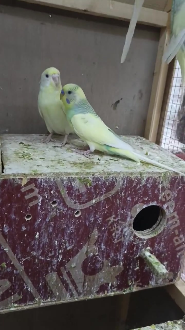 البيع القرنه نهر الباشه ***********
