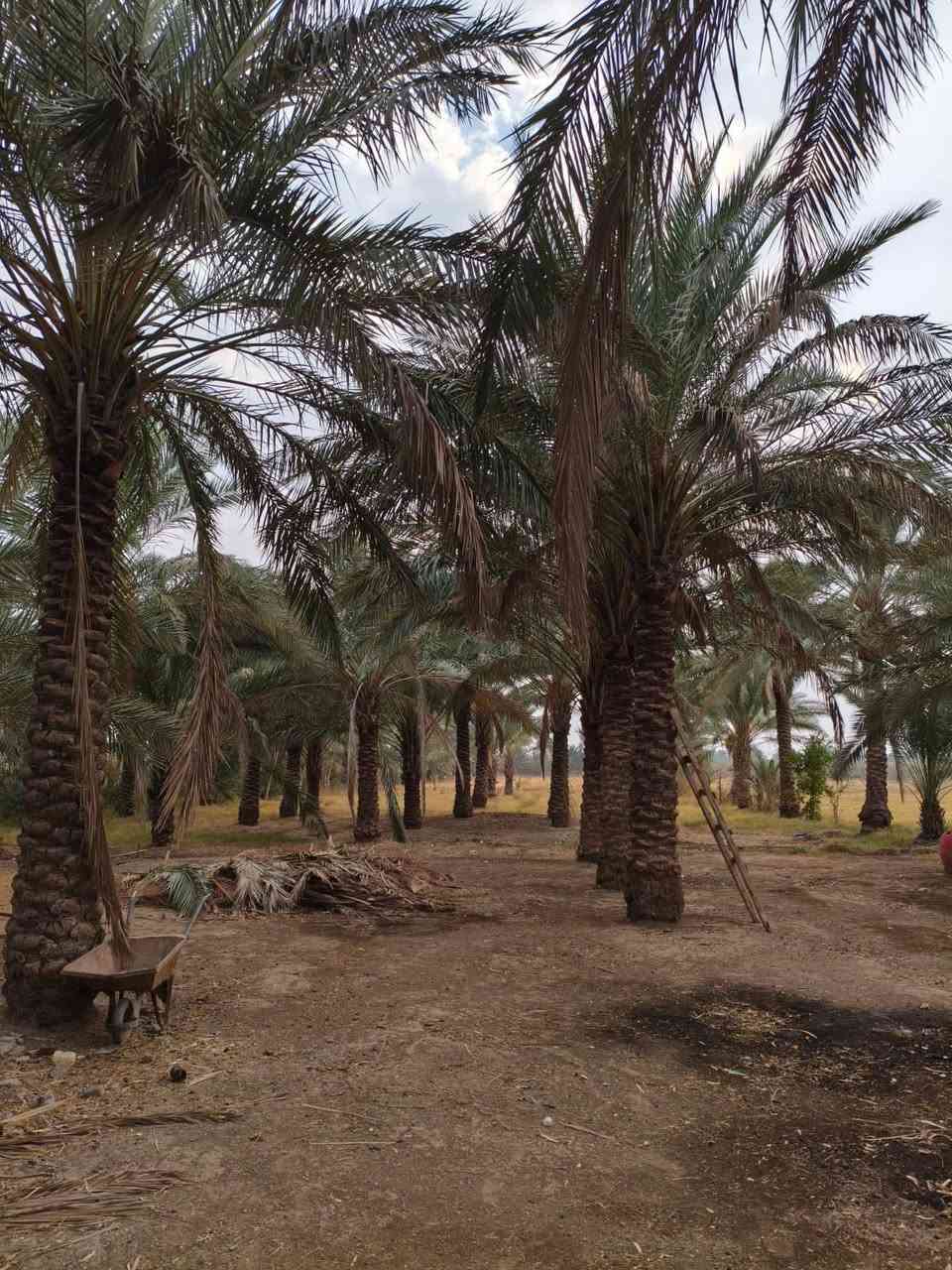 قطعة ارض #للبيع  
طابوو زراعي سند 25 تحويل
مع بيتين الاول حديث والآخر بناء قديم
المساحة 6 دونم ونصف
الموقع /بابل/مشروع المسيب/منطقة البدعه
قرب مدرسة المآثر الابتدائية 
كامل الخدمات ماء كهرباء وشارع للأرض 
السعر// 225 وبي مجال 

للأستفسار الاتصال على:
***********
او واتساب 
***********
