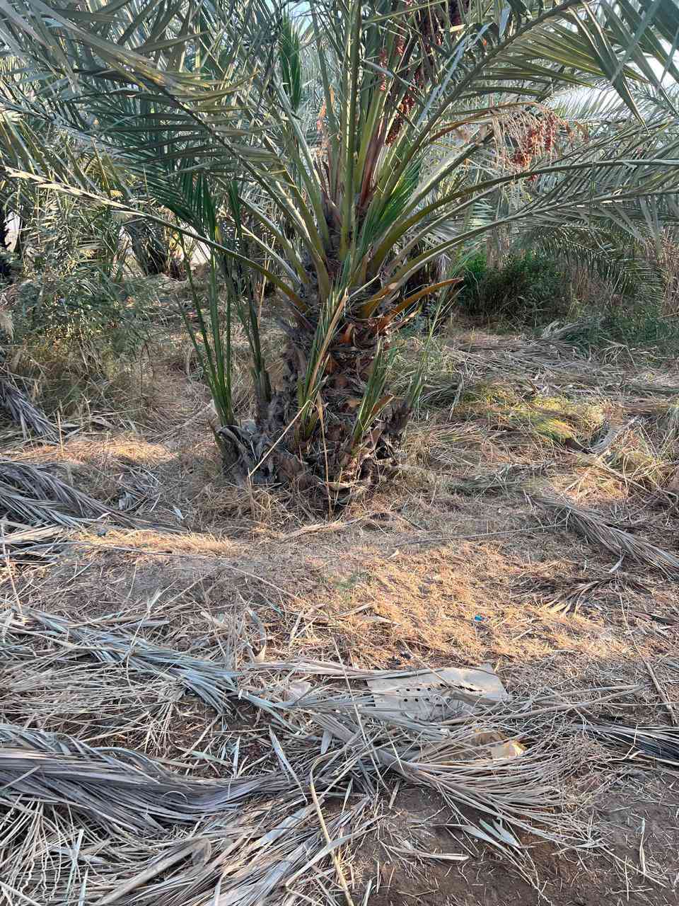 بسم الله الرحمن الرحيم
تتوفر لدينا نخيل امهات وكعيديات برحي للبيع تحت كل نخلة من ٢ الى ٤ فسائل
للاستفسار الاتصال على الرقم ‏‪0783 499 4275‬‏ البصرة- السيبة
