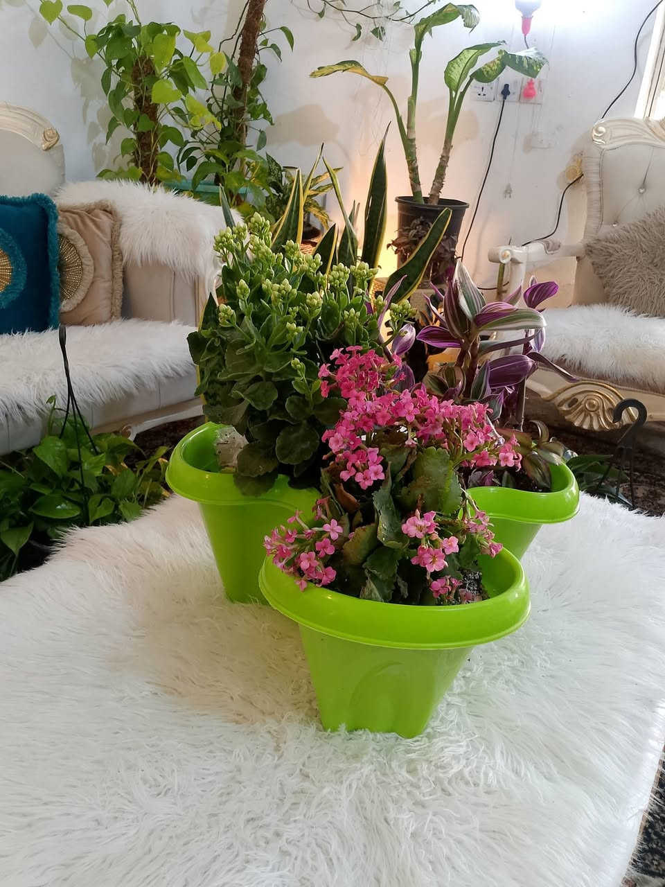 حوض نبات كامل 15الف عرض اليوم


**إذا كنت صاحب هذا الإعلان وتريد حذفه لأي سبب، رجاءا أرسل رسالة إلى الدعم الفني**