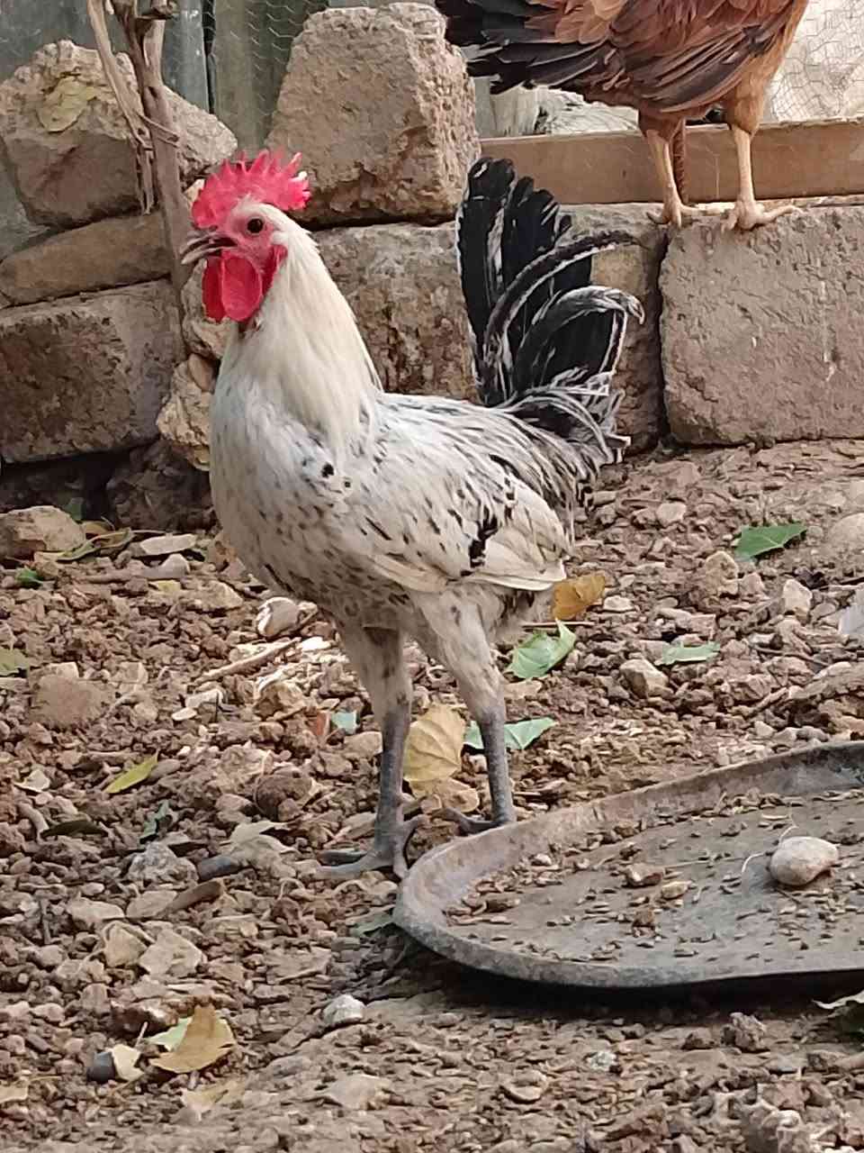 فيومي للبيع تلقيح فول السعر 15 بي مجال  ***********
