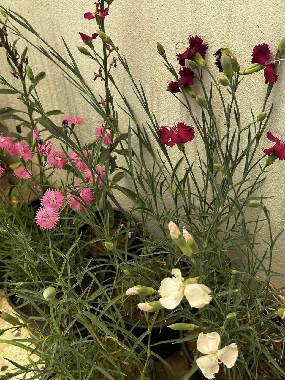 متوفرة وجبة نباتات خارجية باسعار مناسبة جدا
افتح الصورة للتعرف على الاسعار


**إذا كنت صاحب هذا الإعلان وتريد حذفه لأي سبب، رجاءا أرسل رسالة إلى الدعم الفني**