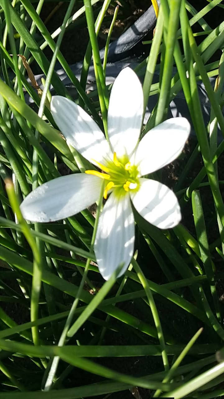 نباتات شمسية الأسعار اسفل صور
الحجز. والاستفسار مراسلة ع الخاص 
يتوفر توصيل 🛺🛺🛺


**إذا كنت صاحب هذا الإعلان وتريد حذفه لأي سبب، رجاءا أرسل رسالة إلى الدعم الفني**