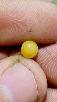 جزع يماني • نادر • حبة عدس