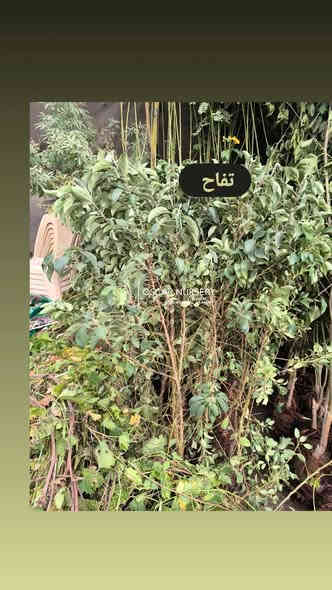 متوفر أشجار مثمرة 
مشمش 
تفاح
تكي سلبوحي 

📍 زورونا في موقعنا:
مشتل الأوسكار – حي الحنانة – شارع نجف _ كوفة
(مقابل غرفة تجارة النجف و فريندز كافيه ومطعم شريف– مجاور متنزه الحنانة العائلي)

🕗 أوقات الدوام:
من 8:30 صباحاً إلى 8:00 مساءً

📞 للطلب والاستفسار:
*********** – ***********
(اتصال / واتساب / مراسلة عبر فيسبوك)
 متوفر دفع  زين  كاش ومتوفر ماستر  

🚗 يتوفر توصيل داخل النجف
موجودين في تطبيق توترز لبعض المواد الزراعية 

أهلاً وسهلاً بكم دائماً في مشتل الأوسكار 🌹🌹🌹
