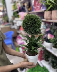 ورد • تحفيات • الشيشان الجديد