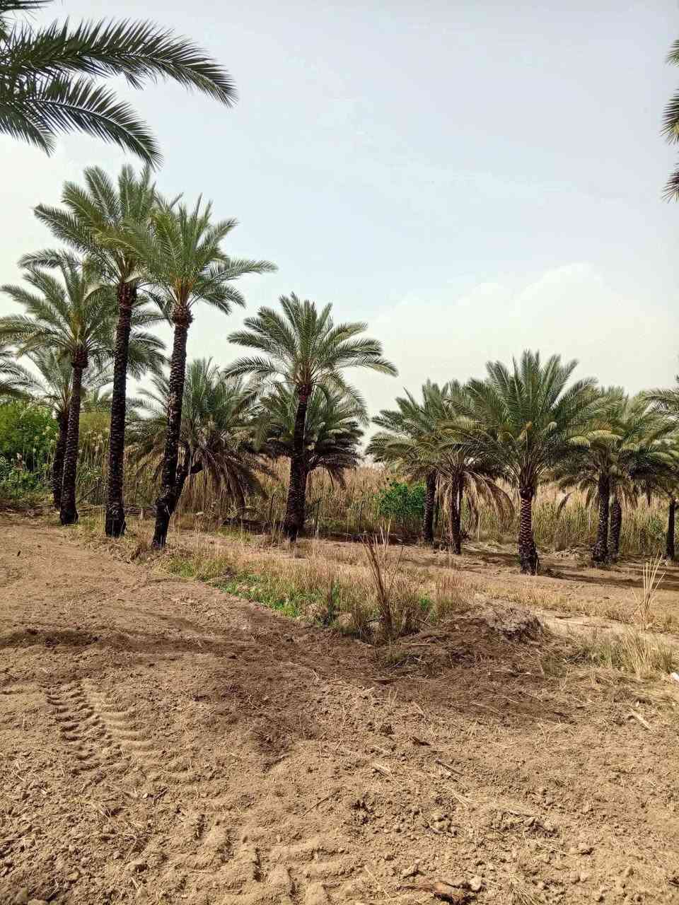ياالله
للبيع دوانم في بغداد منطقه الراشديه

جنس العقاري سند ملك صرف تتحوال بإسم المشتري يتوفر فيه جميع الخدمات ماء اساله وماء روئي وكهرباء ويوجد

سعر مناسب جدان ترهم ستثمار وه مزرعه متنفس الك وه مزرعه الإيجار سوه انته سعر مناسب جدان

لاستفسار تصل رقم او مراسلة ***********
