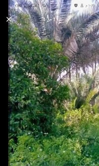 السهيليه • نخيل و برتقال • طابو ٨دونم