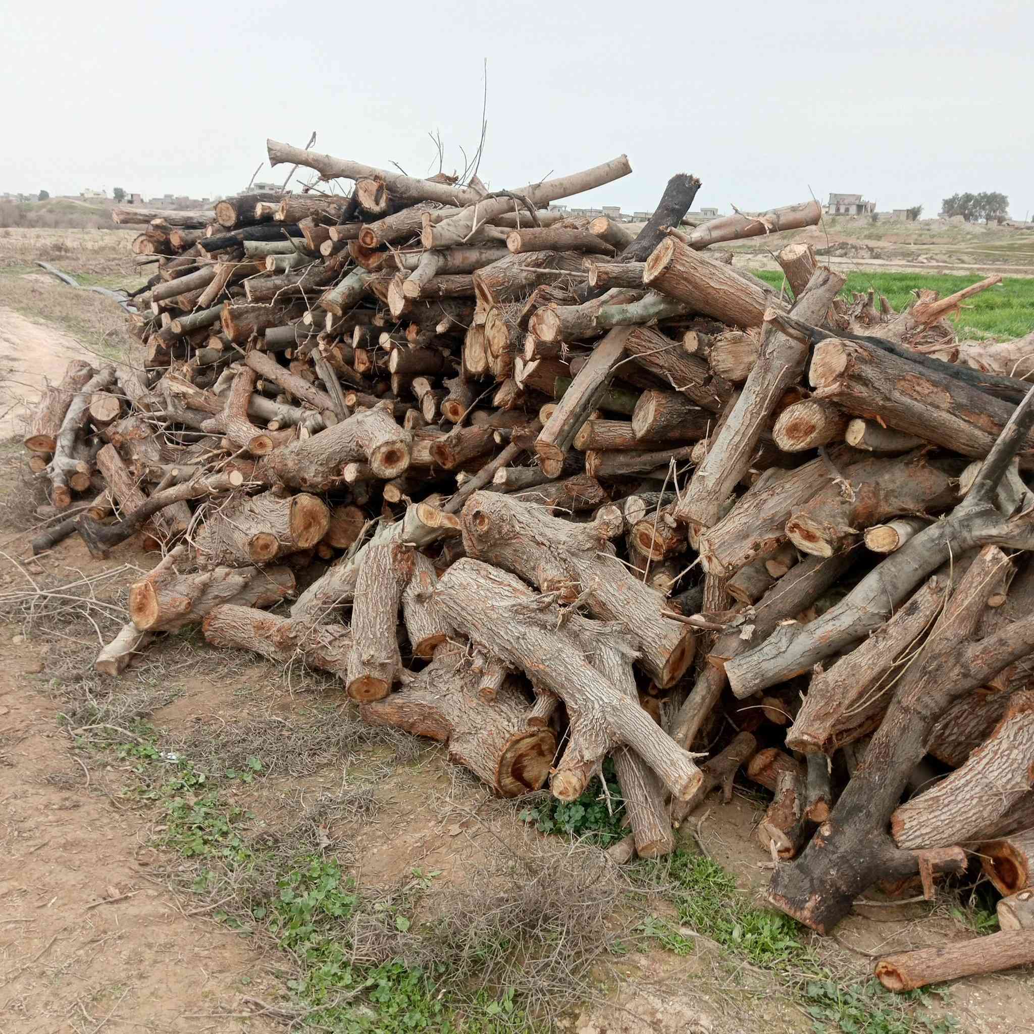 السلام عليكم يوجد حطب يابس للبيع حمل كيه ***********
ادمن وافق
