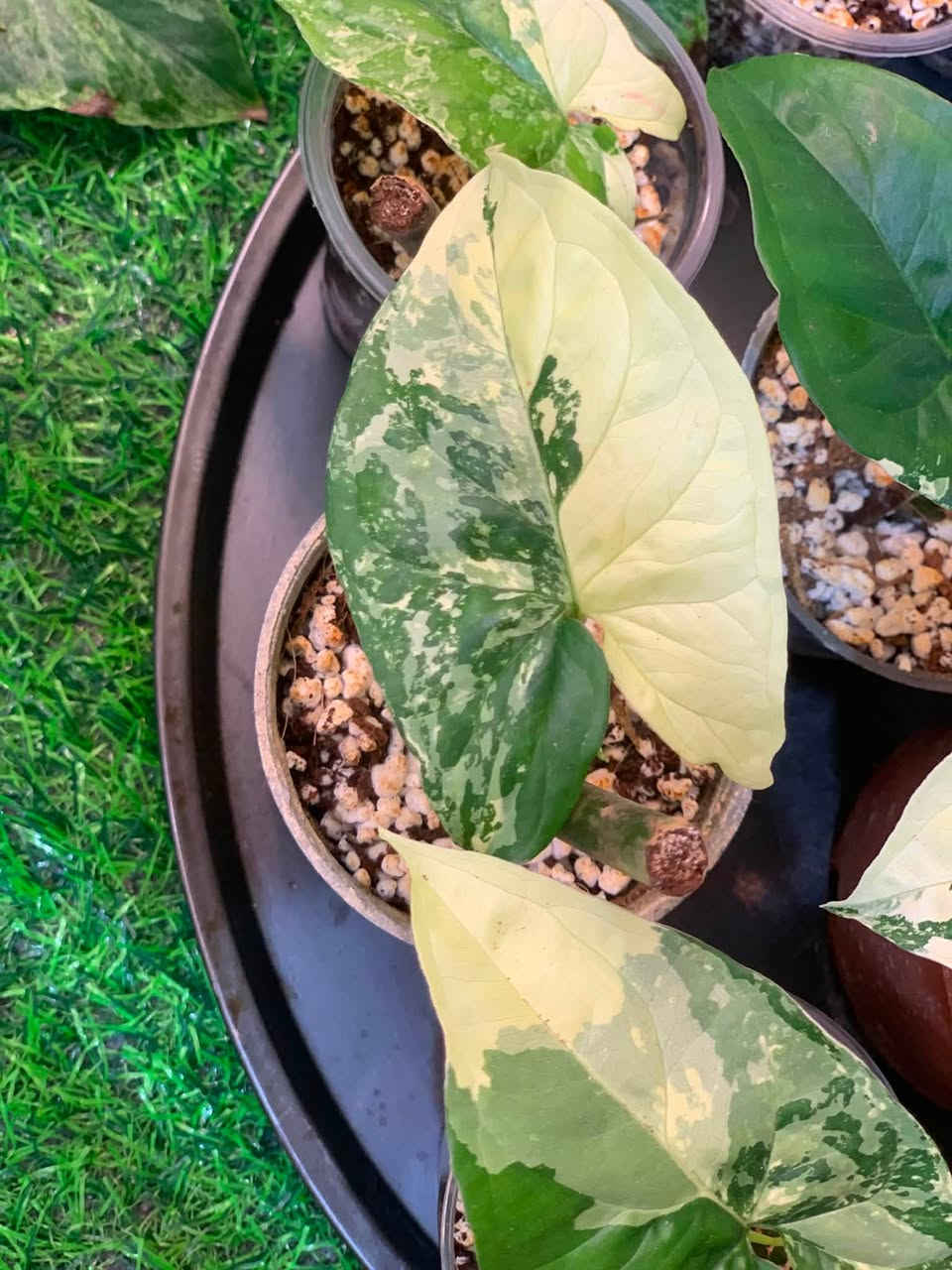 اسمه سنجنيوم او كف الوز نبات نادر جماله بأختلاف الوانه وهذا ما يميزه عن السنحنيوم العادي يتحمل اجواء العراق يحب الاناره المتوسطه والرطوبه يعيش في تربه خفيفه مما تحعله سريع النمو يتكاثر عن طريق العقل يعيش في التربه والماء متوفر عندنا سعره ب ٤٠٠٠ الاف يتوفر توصيل فقط كربلاء


**إذا كنت صاحب هذا الإعلان وتريد حذفه لأي سبب، رجاءا أرسل رسالة إلى الدعم الفني**
