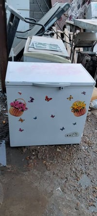 مجمدة كورية • ١٢ قدم • بغداد المشتل