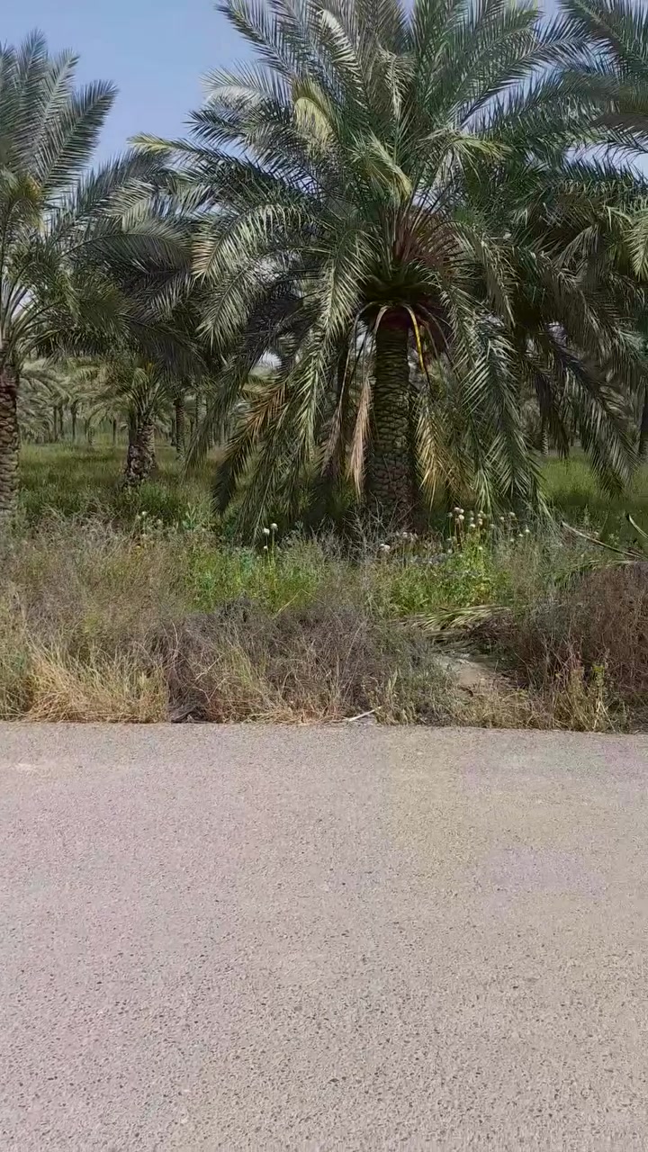 سلام عليكم 3دونم طابو ملك صرف واجه 45 متر البيع حسب طلب متوفر جميع الخدمات العنوان بغداد المدائن شارع سيد علي وجه شارع سيد علي الاستفسار ***********
