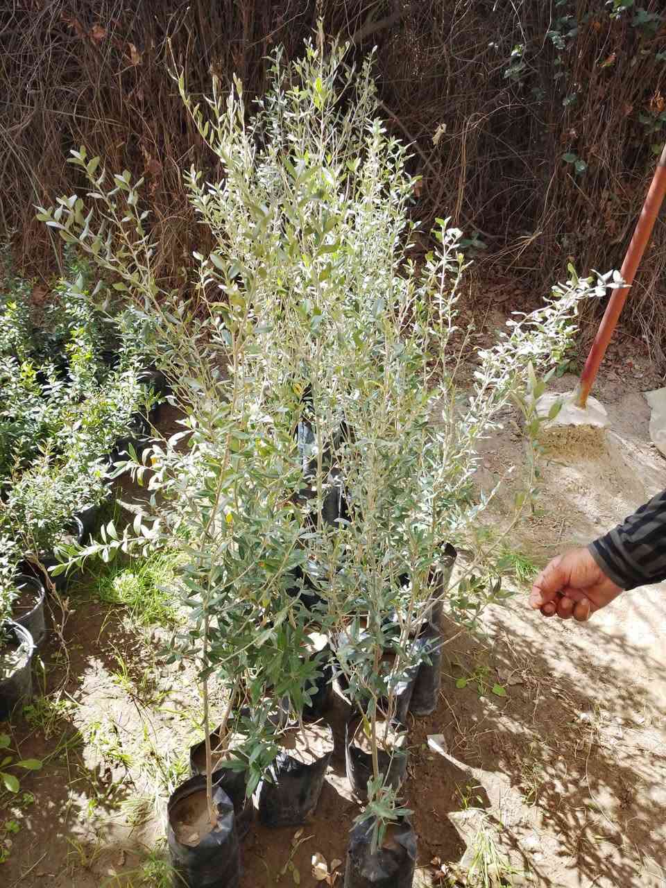 مرحبا بكم في مشتل التساهل مشتل الحاج مؤيد نصار العنوان قضاء الفجر الصوب الثاني شارع الشط لدينا  انواع الاشجار والنخيل 
‏‪***********‬‏
