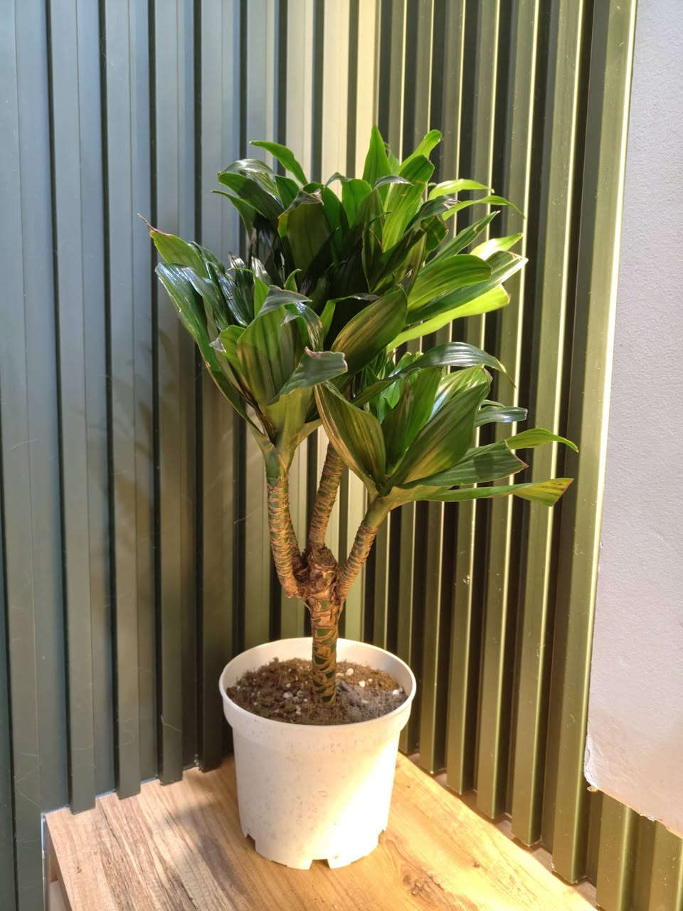 وجبة جديدة من النباتات الهولندية المتوفرة لدينا وباسعار مناسبة ان شاء الله 
كل نبات ومذكور تحته الاسم والسعر
للحجز والطلب مراسلة الصفحة او التواصل على رقم الواتس اب ***********

مكاني موصل حي السكر قرب جامع الرحمة 
يوجد توصيل داخل الموصل ولجميع محافظات العراق 

#برعم_للنباتات
#احلى_هدية
#نباتات_داخلية
#نباتات_ترند
#برعم_موصل
