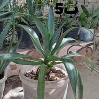 صبار للبيع عدد هواي اشكد ماتريد 07817448193 وخاص موجود