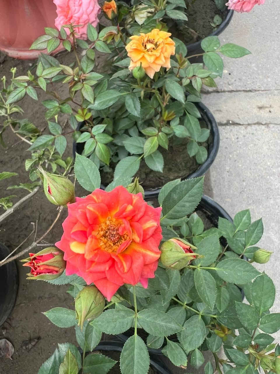 توفرة أشجار ورد الروز الدائمي  بكل الألوان 🥰
احجام كبيره بسعر ٥ الف توصيل مجاني 😘


**إذا كنت صاحب هذا الإعلان وتريد حذفه لأي سبب، رجاءا أرسل رسالة إلى الدعم الفني**