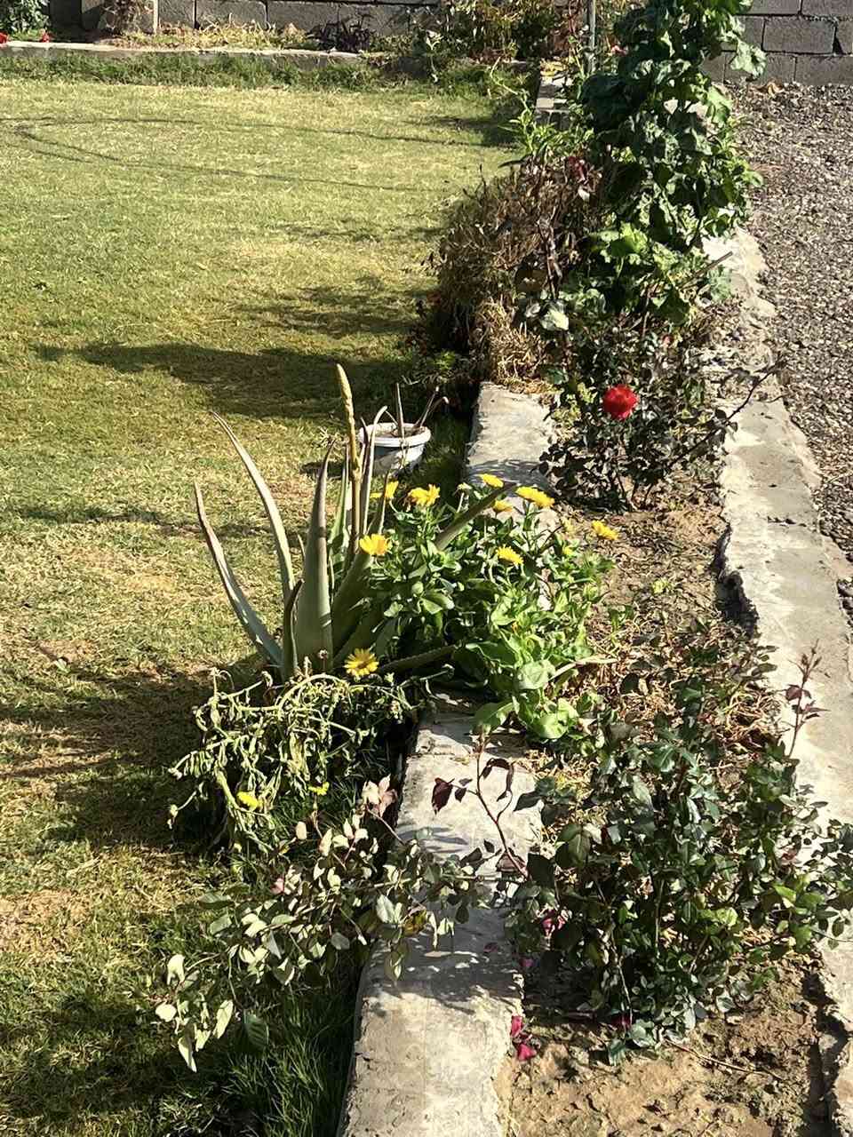 ارض طابو 25 زراعي مساحة 1600 متر مشيد داخلة بيت مساحة 350 متر بناء حديث سنة 2025 يتكون من 4 غرف نوم واستقبال ومطبخ حار وبارد وحديقة خارجية مساحة 350 متر / العنوان تاجي الحماميات خلف جسر ذراع دجلة/ اي استفسار الاتصال ‭0773 544 3972‬ يتوفر واتساب
