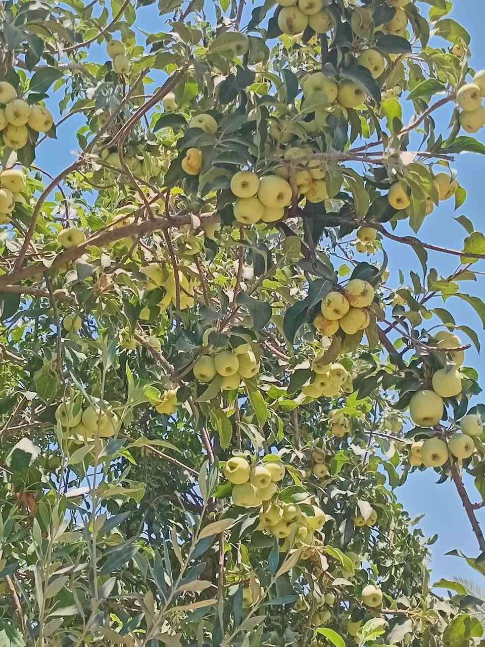 1900 متر طابو زراعي سند ٢٥ تحويل مباشر بائسم المشتري وليس اقرار محكمة 
تحويل اسهم حصص تحتوي على نخيل وأشجار تفاح وحمضيات متنوعه 
خدمات كامله كهرباء ماء اساله وسقي العنوان بغداد الراشدية 
*********** ابو سجاد
