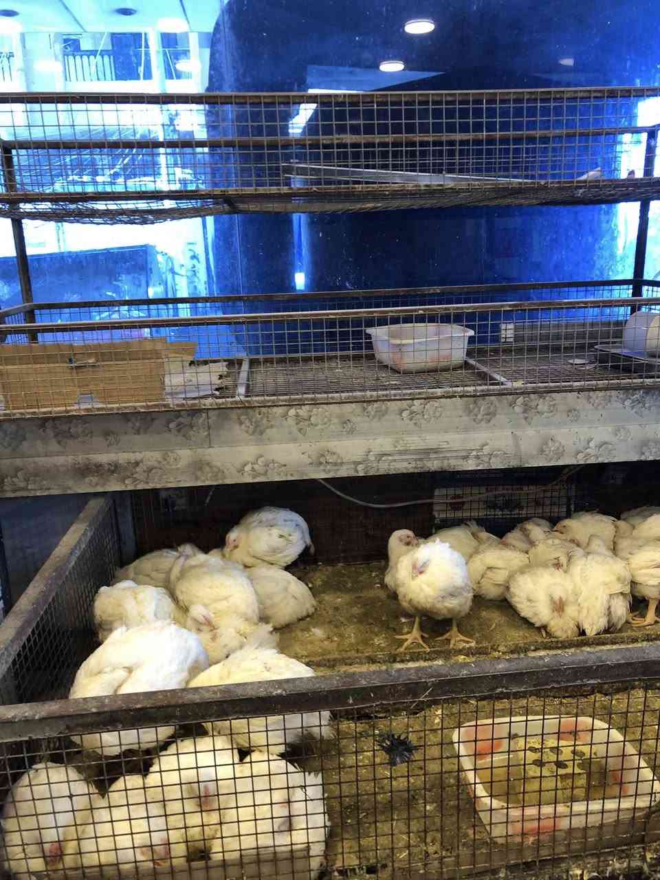 غراض محل بيع دجاج حي هلاسة عدد٢ مذبح ١ اقفاص ٣ الحرية *********** واتس اب ابيع طوب كامل السعر ٤٠٠ الف
