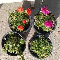 مندوبة • بضاعة • غرف نوم
