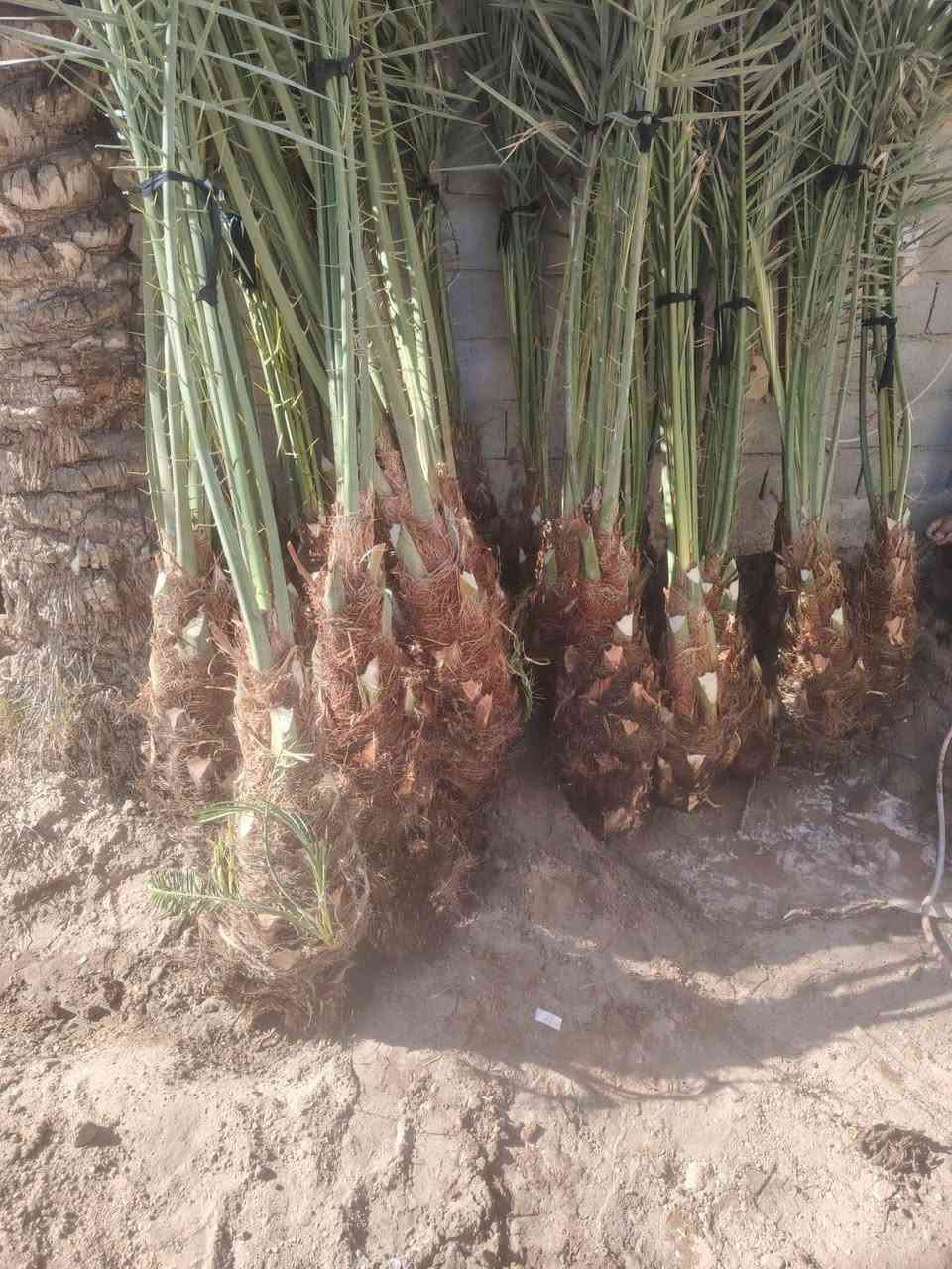 سلام عليكم يوجد فسال برحي مكتومي جبجاب بريم بلكه قرفلي عجوت المدينه عنوان بابل قرب سيطره لآثار ***********
