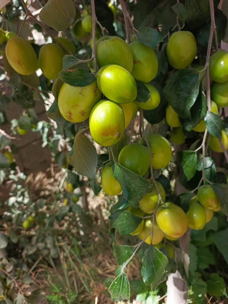 طابو سند25بيع مستعجل!!
شارع عرضه ١٣مترابصف بانزين خانه أرض السلام البيت مال جناي درجه اولى بناء بيت صار اكثر من سنه بي غرفتين وصاله ومطبخ وحمام عدد ٢داخل اوخارج استقبال حديقه طارمه كاشي سراميك صب مركزي اساس مركزي اوسكف مركزي بناء كله طابوق معمل سماوه ٩انجان كل البيت حداديه درجة اولى ماء باب البيت كهرباء باب البيت يعني دولة جرت ماء الكهرباء منطقه حلوه كل الجيران طيبين السعر البيت ٨٥اوبي مجال

***********
