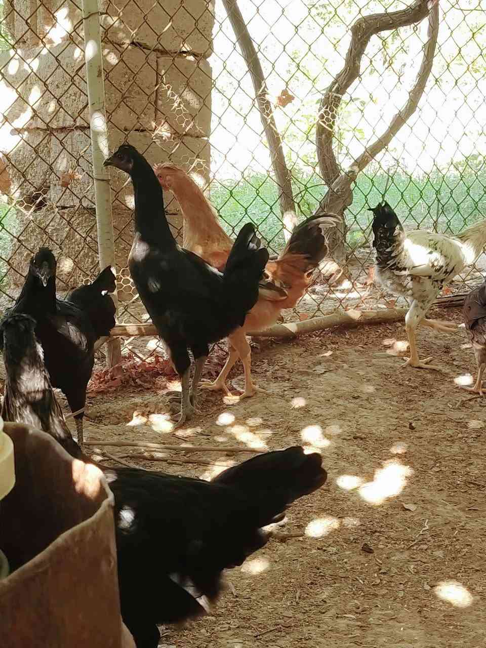 للبيع حلال بيت نظيف على وجه مبياض ألوان حلوه ومرتبه..العدد 25 طير ابيع شلع بيهن ثنين صغار مو وياهن   مكانهن بالعبيدي الشراي يراسلني او يتصل ويدلل... ***********
