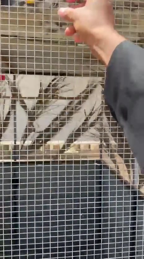 متاح زوج نثايه  اليفات للبيع او مراوس فحل نثيه


**إذا كنت صاحب هذا الإعلان وتريد حذفه لأي سبب، رجاءا أرسل رسالة إلى الدعم الفني**