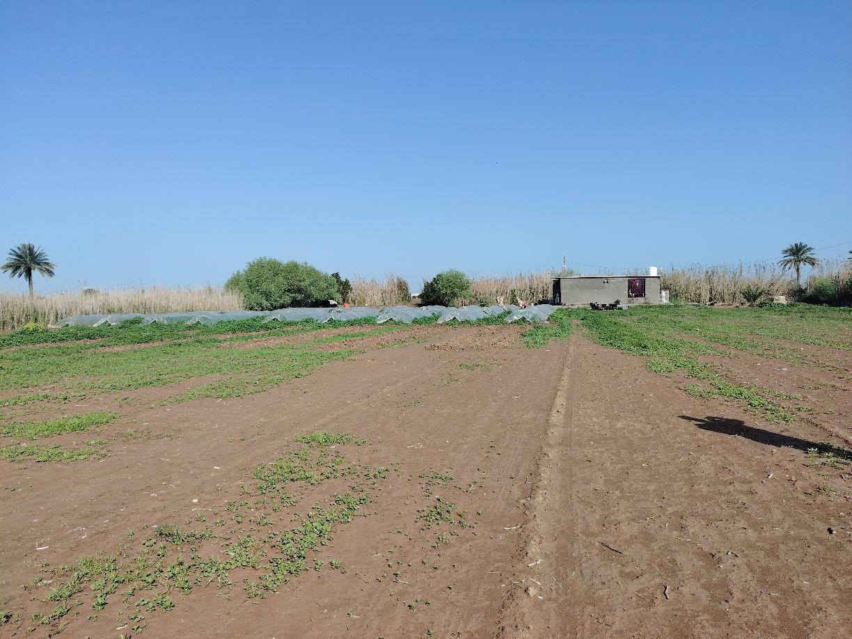 للبيع ارض زراعيه 5دونم ماء سقي خير من لله شتاء صيف معه (دار سكن )مدرسه قريبه عليه 200متر  يوجد مولد حي  تبعد عن الشارع العام 300متر تقريبا ثاني قطعه... ارض جيده جدا.... المكان بابل.. جبله..  الهزيزه  .....للاستفسار لاتصال على الرقم 
... ***********...
