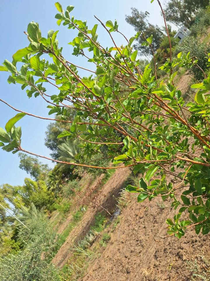 إعلان من مشتل النجف التخصصي 🌿

يسرّنا دعوتكم لزيارة #مشتل_النجف_التخصصي والاطلاع على أجود #الشتلات والنباتات المتوفرة لدينا 🌱🍃

✨ يتوفر لدينا:

 • شتلات فاكهة متنوعة
 • #نباتات زينة
 • إشراف وإرشاد زراعي متخصص

📍 العنوان:
شارع نجف كربلاء – عامود 173 – قرب أكاديمية الشرطة

🕒 أوقات الدوام:
من الأحد إلى الخميس
من الساعة 8:00 صباحًا إلى 1:00 ظهرًا

🌱 #مشتل_النجف_التخصصي – خبرة وإنتاج يخدم زراعتكم #دائرة_البستنة


**إذا كنت صاحب هذا الإعلان وتريد حذفه لأي سبب، رجاءا أرسل رسالة إلى الدعم الفني**