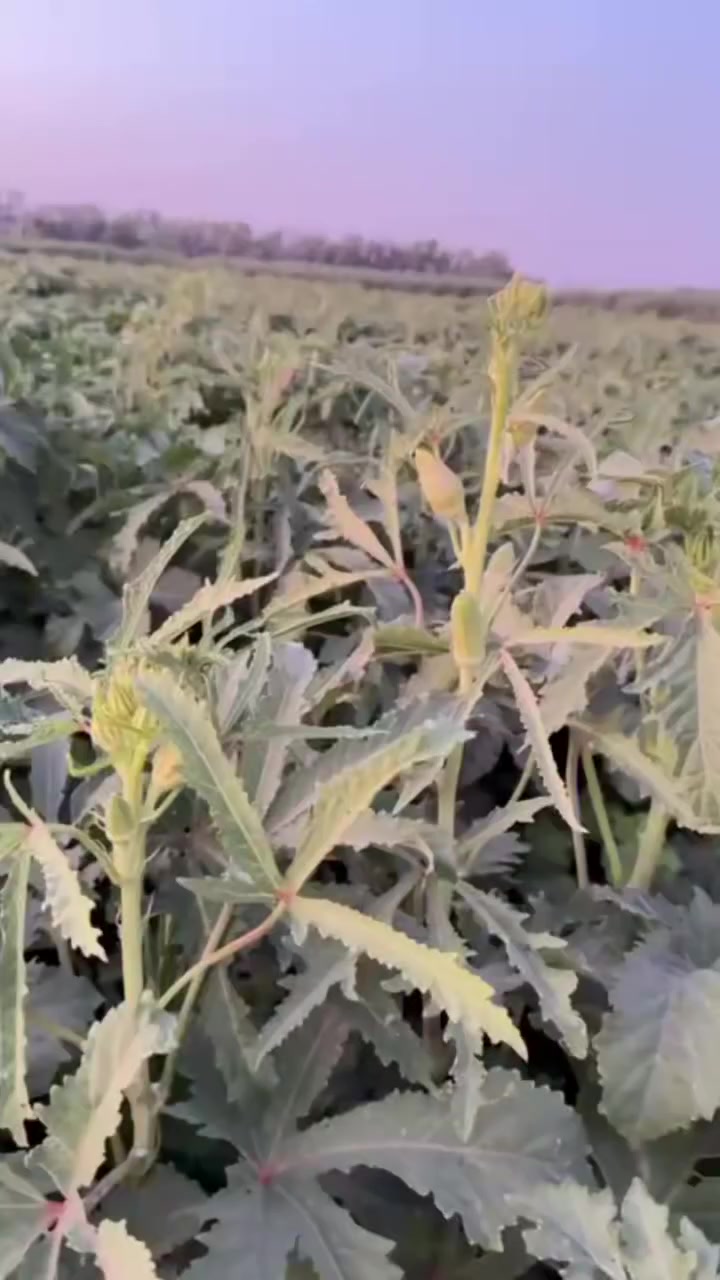 بذور بانيه لهلوبه الفرنسيه شرط البصوره السعر يوجد على هاذ الرقم ***********
