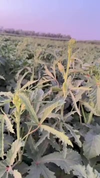 بذور • فرنسية • البصرة