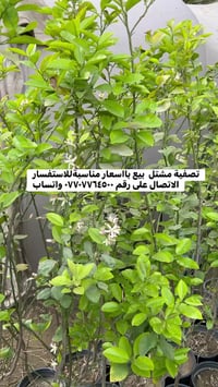 تصفية مشتل بيع بااسعار مناسبةللاستفسار الاتصال على رقم ٠٧٧٠٧٧٦٤٥٠٠ وات...