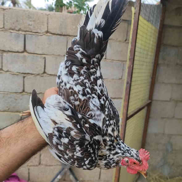 سلام عليكم متاح دجاج عرب اصلي العراقي رس القديم  
سيت شمسي ديج وثنين دجاجات  عرف سيافي  
+ زوج دجاجات ورد باكلة حلال شرط صحه ونضافة ولبيض مكاني العمارة ماجدية توصيل موجود حسب التفاق  
***********
