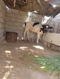 بچر • هولندي اصلي • قريه گنيطره
