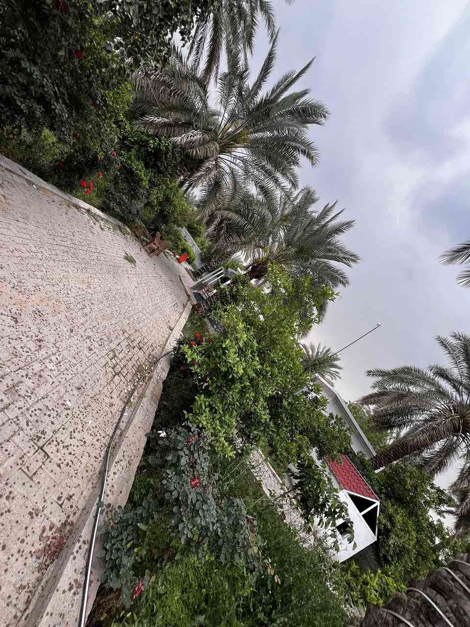 متوفره مزرعة الراشديه للأيجار اليومي ***********
