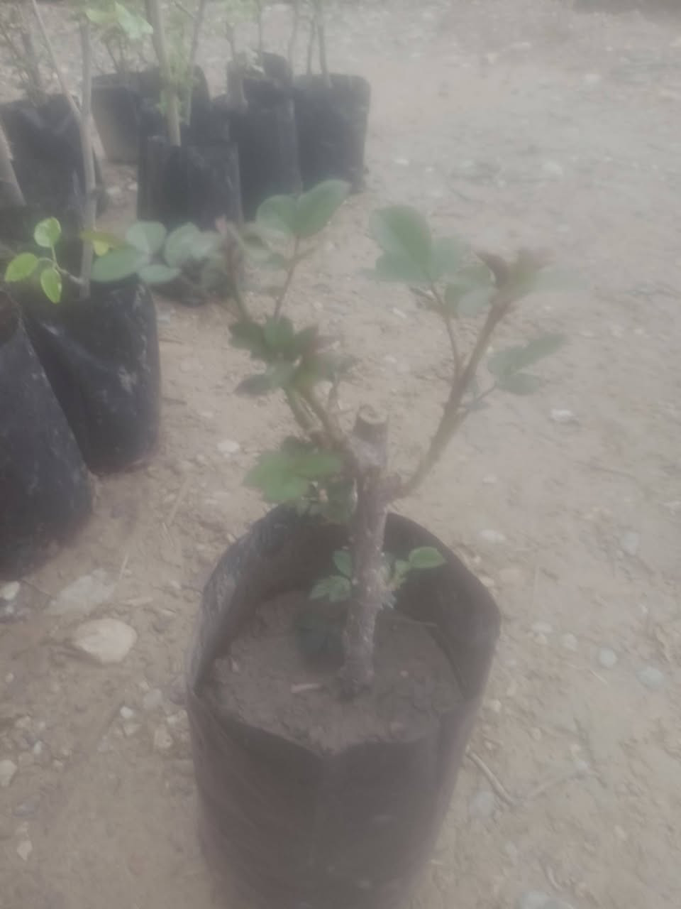 السلام عليكم  يوجد اشجار تين اسود واحمر واصفر 
ويوجد عنب🍇  اسود واخضر 
و يوجد زعرور  ويوجد عرموط  
ويوجد كاكي  ويوجد ورد 
ويوجد توت  ويوجد رمان 
اي شجر تعجبك بالف 1000دينار


**إذا كنت صاحب هذا الإعلان وتريد حذفه لأي سبب، رجاءا أرسل رسالة إلى الدعم الفني**